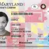 Maryland Driver's License and ID Card